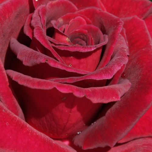 Ruže predaj - čajohybrid - červená - Rosa Black Velvet™ - bez vône - Dennison Harlow Morey - Z obrovských, skoro čierne zafarbených púčikov rozkvitne poloplné, kužeľovité kvety.